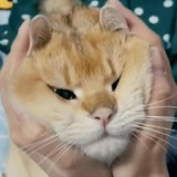 小Q先森