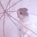 小悠