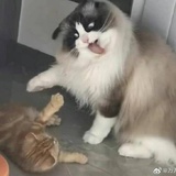 哈尔莫尼亚