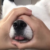 神游豆瓣