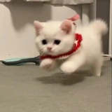 菜狗
