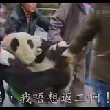叶草翼虎公