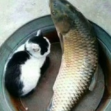 楚安然