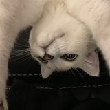 zz