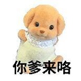贵宾狗૮・ᴥ - ა