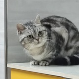 他生