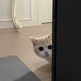 小猫