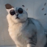 橄榄罐头出售中