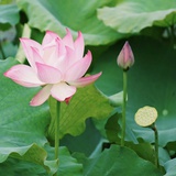 一颗小话梅