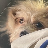 momo