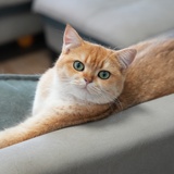 Mo