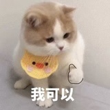 猫咪的心事