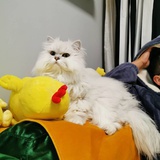 牛奶小方