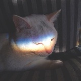 奈冬