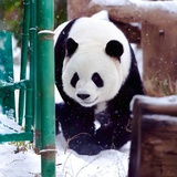大熊猫萌兰