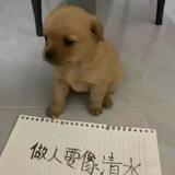 白菜豆腐心