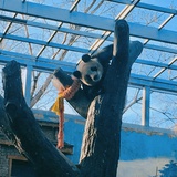 宇