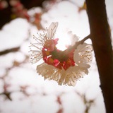 棒棒杆杆