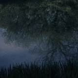树雨竖影
