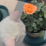猫柠七