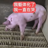 划就完事了