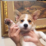 想当书虫的狗