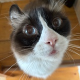 蝎蝎子