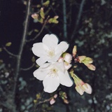 我佛慈悲