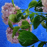 金梧