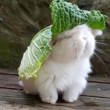 野生毛球