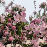 一朵小红花