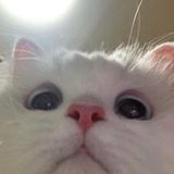 你是猪吗