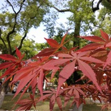 张先森