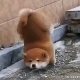 野柚子