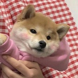 冷面呆头鹅