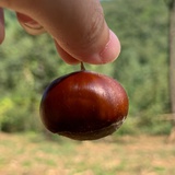 汪正渔