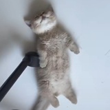 小维小维