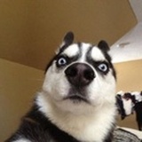 哈士芪Husky