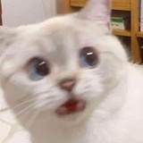 长泽真的好甜啊