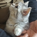 阿野不打蓝