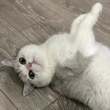 渂珂