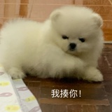 偷心小狗