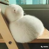 机场东路展昭爸