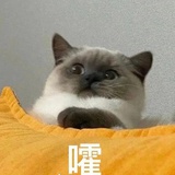 冬天里的肥羊崽