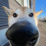 左摆摆
