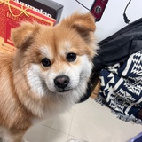 无用白