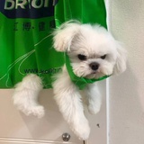 木笔