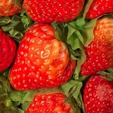 草莓呀草莓