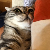 w完美