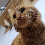Mr.MO